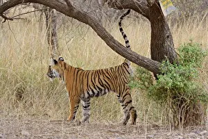 Urinating: Bengal / Indian tiger - Cub scent-marking tree