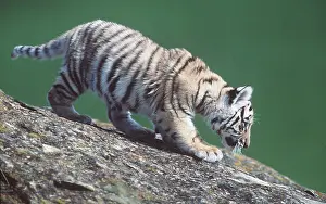 Bengal: Bengal / Indian TIGER - cub walking downhill