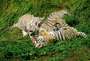 Playfighting: Bengal / Indian TIGER - three cubs playfighting