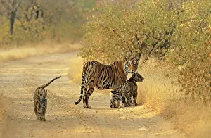 Tigeress: Bengal / Indian Tiger - with two cubs on track