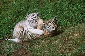 Bengal: Bengal / Indian TIGER - cubs x two play fighting on grass