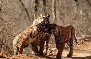 Nuzzling: Bengal / Indian TIGER - family group, three nuzzling