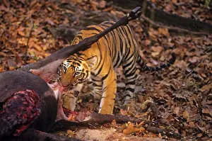 Nilgai: Bengal / Indian Tiger - feeding on Nilgai kill