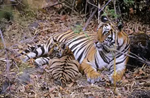 Tigeress: Bengal / Indian Tiger - female with cub in bamboo forest