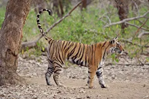 Tigresses: Bengal / Indian tiger - Female cub scent-marking tree