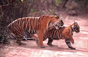 Chris Brunskill: Bengal / Indian Tiger - female hitting cub