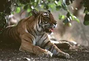 Temperature: Bengal / Indian TIGER - female in shade of undergrowth