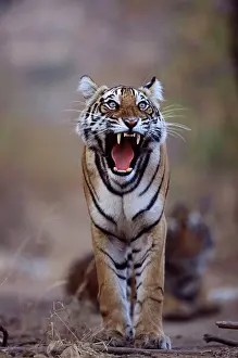 Fangs: Bengal / Indian Tiger - Female yawning