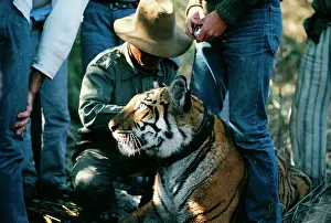 Radio: Bengal / Indian TIGER being fitted with radio tracking