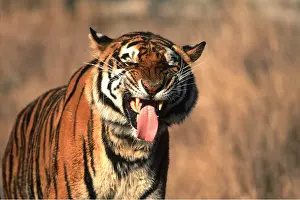 Scenting: Bengal / Indian TIGER - flehmen with tongue out
