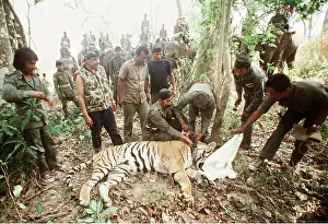 Study: Bengal / Indian TIGER - having radio tracking collar