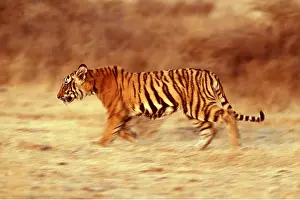 Chris Brunskill: Bengal / Indian TIGER -juvenile running