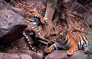 Chris Brunskill: Bengal / Indian Tiger - Khemsakund Machalle and male young