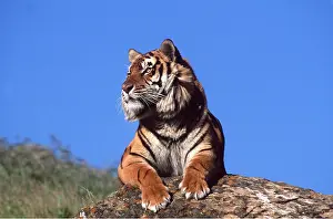 Outs: Bengal / Indian TIGER - looking out from rock