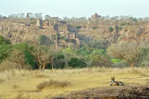 Fortresses: Bengal / Indian tiger - Lying down