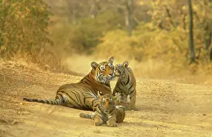 Tigresses: Bengal / Indian TIGER - lying on dirt track with cubs