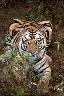Jagdeep Rajput: Bengal / Indian TIGER - lying on ground