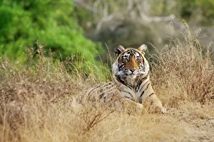 Ranthambhore: Bengal / Indian tiger - Lying down - Ranthambhore
