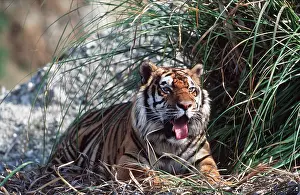 Temperature: Bengal / Indian TIGER - lying in shade panting