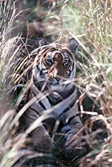 Bengal: Bengal / Indian TIGER - lying in tall grass camouflaged
