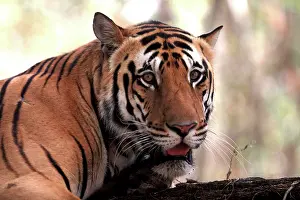 Chris Brunskill: Bengal / Indian Tiger - Male