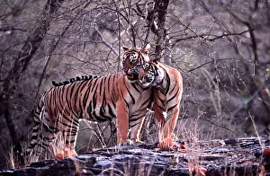 Away: Bengal / Indian Tiger - male cub nuzzling mother