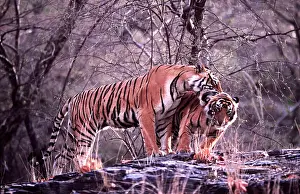 Biting: Bengal / Indian Tiger - male cub nuzzling mother