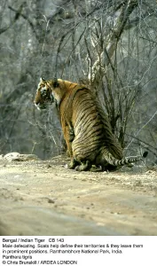 Chris Brunskill: Bengal / Indian Tiger - male defaecating