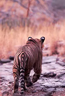 Chris Brunskill: Bengal / Indian Tiger - male stalking prey