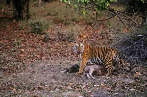 Sambar: Bengal / Indian Tiger - manouvering Sambar kill