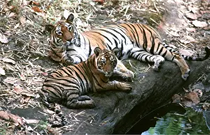 Bengal: Bengal / Indian TIGER - mother & cub