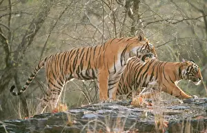 Tigresses: Bengal / Indian TIGER - mother showing aggression to cub