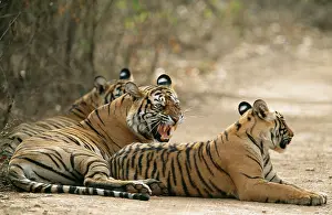 Aisan: Bengal / Indian TIGER - mother showing aggression to cubs