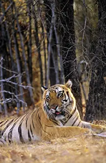 Biggest: Bengal / Indian Tiger named B1 - biggest male Tiger