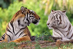 Normal: Bengal / Indian Tiger - normal & white looking at each other