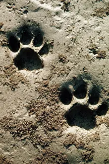 Marks: Bengal / Indian Tiger - Pug marks