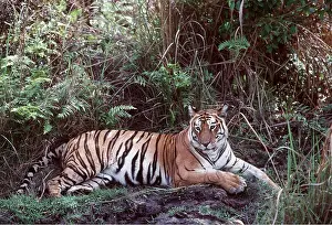 Joanna Van Gruisen: Bengal / Indian TIGER - resting