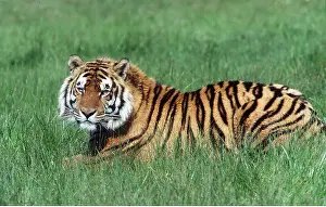 Bengal: Bengal / Indian TIGER - resting in grass