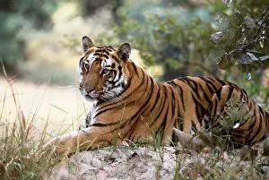 Jagdeep Rajput: Bengal / Indian TIGER - resting on a mound