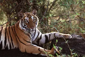 Jagdeep Rajput: Bengal / Indian TIGER - resting on rock