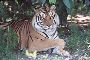 Temperature: Bengal / Indian TIGER - resting under tree with paws crossed