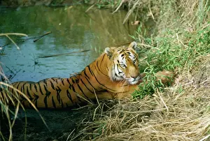 Robert Mcdougal: Bengal / Indian Tiger - resting in water