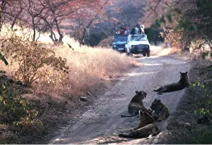 Viewed: Bengal / Indian TIGER - on road, viewed by tourists