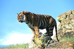 Outs: Bengal / Indian TIGER - on rock, roaring