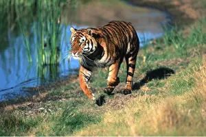 Alongside: Bengal / Indian TIGER - running alongside water