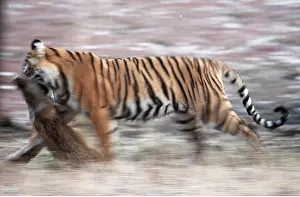 Boars: Bengal / Indian TIGER - running with boar kill