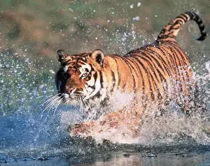 Speed: Bengal / Indian TIGER - running through water