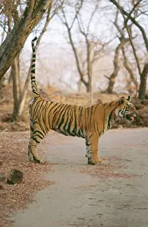 Urinating: Bengal / Indian Tiger - scent marking