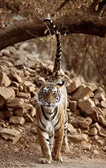 Chris Brunskill: Bengal / Indian TIGER - scent marking territory