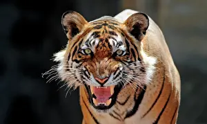 Chris Brunskill: Bengal / Indian Tiger - snarling